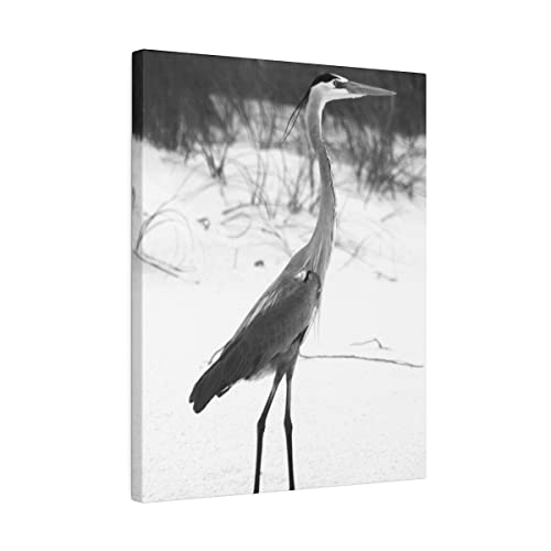 Fekete & Fehér Kócsag Áll a Homokos Strandtól 16x20 Matt Vászon, Feszített Keretes Kész Lógni Eredeti Fotózás